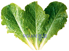 로메인상추-시저스그린(5ml)/씨앗/채소/수경재배/새싹/수경재배기
