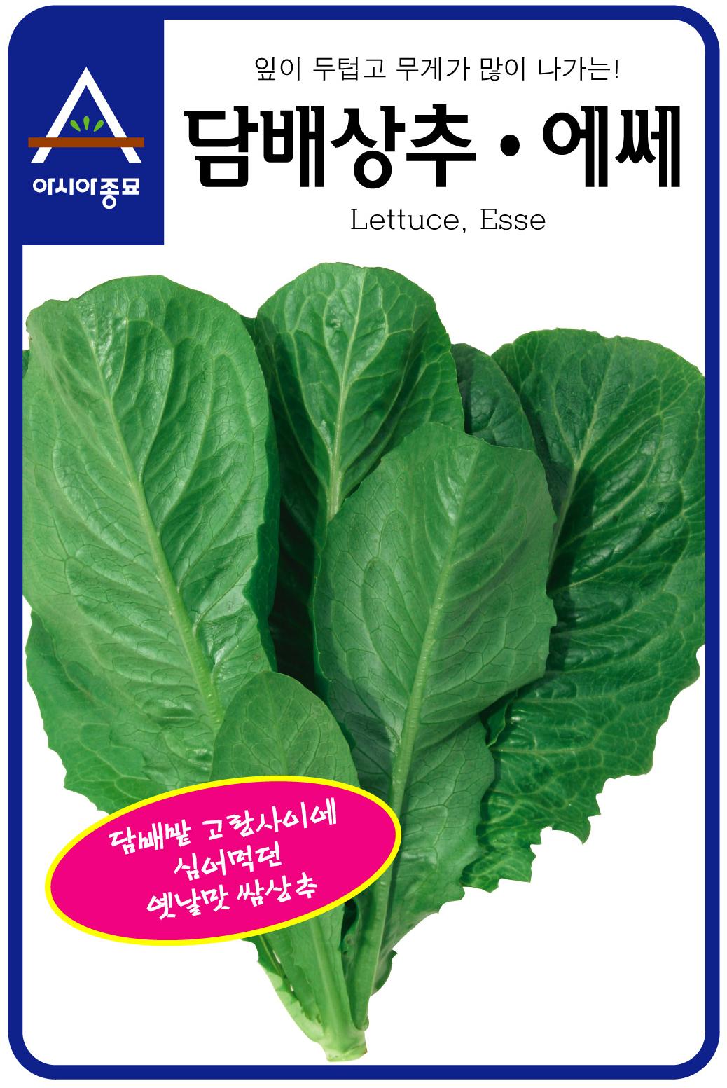 담배상추-에쎄/씨앗/채소/수경재배/새싹/식물재배
